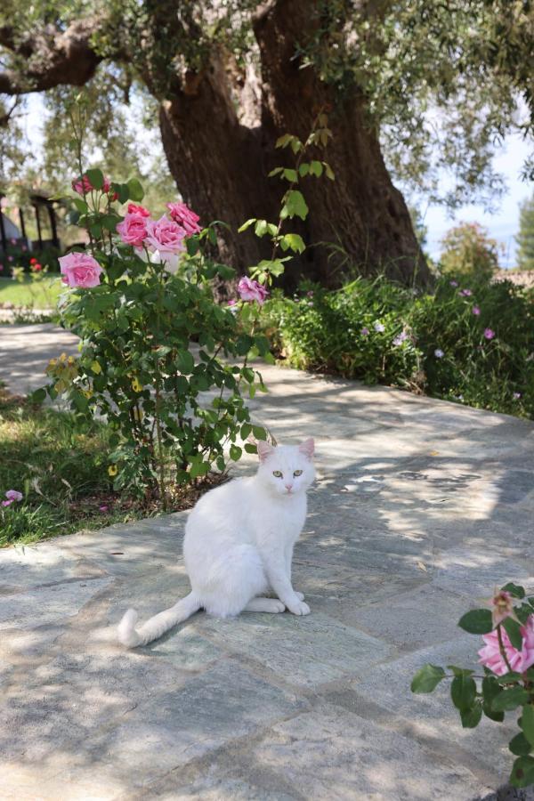 Peristeridi Apartments Polychrono Dış mekan fotoğraf